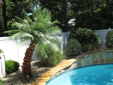 fake palm trees for pool area canada